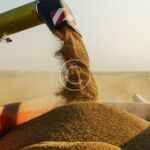 How organic farming supports rural community growth